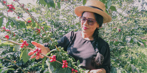 Del cultivo a la taza: garantía de calidad en cada etapa del proceso
